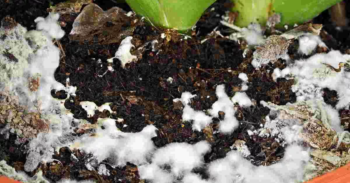 У горщиках з'явився білий «пух»? Як за 5 хвилин врятувати розсаду й рослини від плісняви
