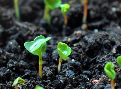 Коли сіяти розсаду, якщо мороз і немає світла? Порада, що врятує ваш врожай