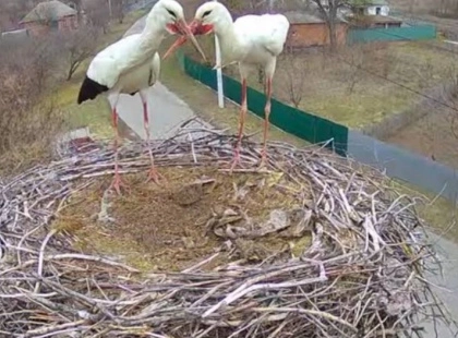 Легендарні лелеки Грицько й Одарка можуть лишитися без дому — що сталося з їхнім гніздом