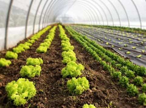 Менше зусиль — більше врожаю: секрети теплиць, про які не здогадуються новачки