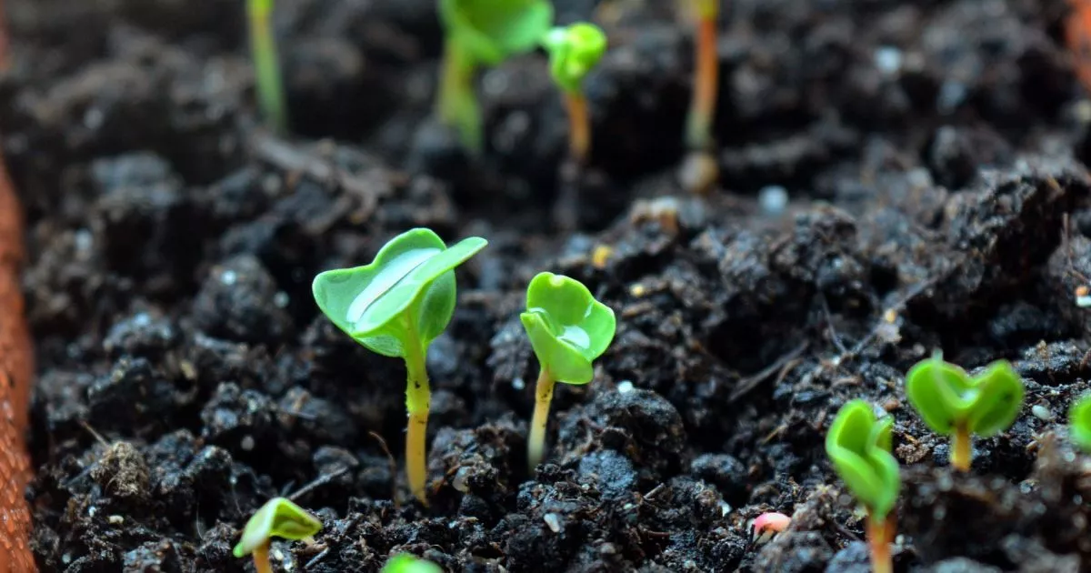 Коли сіяти розсаду, якщо мороз і немає світла? Порада, що врятує ваш врожай