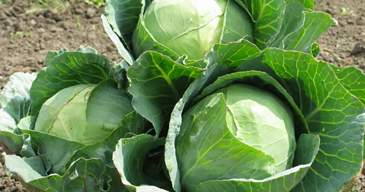 Час сіяти ранню капусту: топ сортів для українських городників