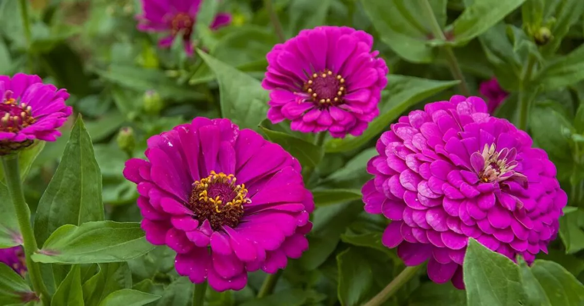 «Майори» будуть цвісти взахльоб увесь сезон: секрети, як цього досягти