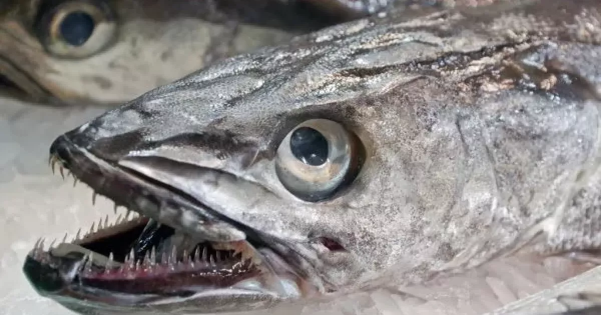 Цю рибу завжди продають без голови: дві несподівані причини