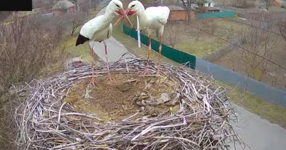 Легендарні лелеки Грицько й Одарка можуть лишитися без дому — що сталося з їхнім гніздом