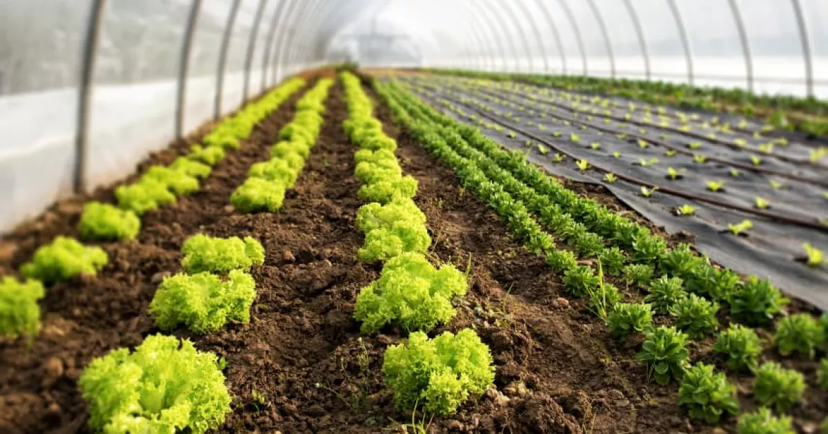 Менше зусиль — більше врожаю: секрети теплиць, про які не здогадуються новачки