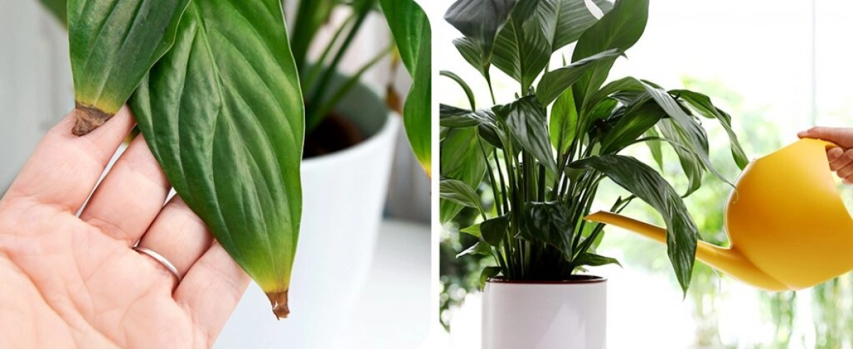 Сонячні опіки на квітах: як врятувати кімнатні рослини навесні