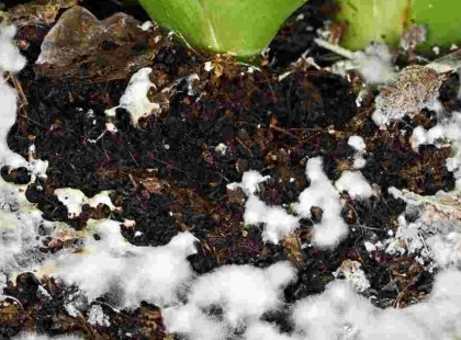 У горщиках з'явився білий «пух»? Як за 5 хвилин врятувати розсаду й рослини від плісняви