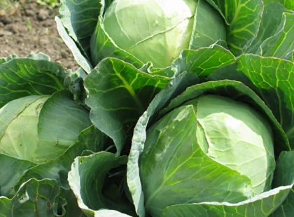 Час сіяти ранню капусту: топ сортів для українських городників