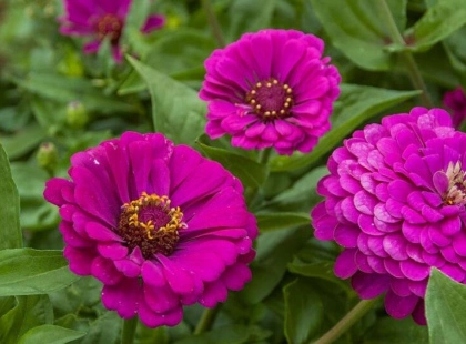 «Майори» будуть цвісти взахльоб увесь сезон: секрети, як цього досягти