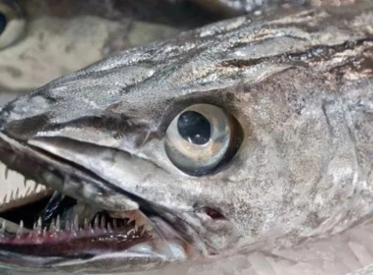 Цю рибу завжди продають без голови: дві несподівані причини