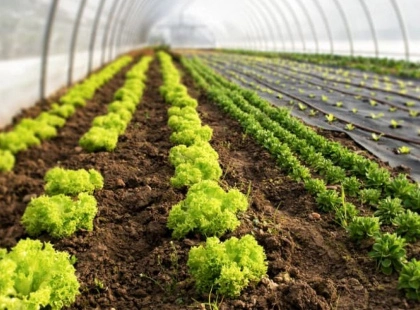 Менше зусиль — більше врожаю: секрети теплиць, про які не здогадуються новачки