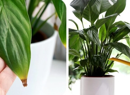 Сонячні опіки на квітах: як врятувати кімнатні рослини навесні