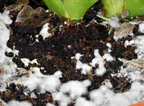 У горщиках з'явився білий «пух»? Як за 5 хвилин врятувати розсаду й рослини від плісняви