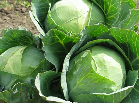 Час сіяти ранню капусту: топ сортів для українських городників