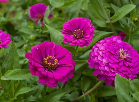 «Майори» будуть цвісти взахльоб увесь сезон: секрети, як цього досягти