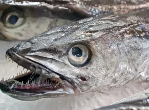 Цю рибу завжди продають без голови: дві несподівані причини