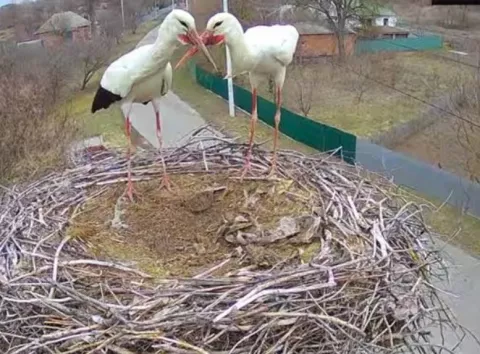 Легендарні лелеки Грицько й Одарка можуть лишитися без дому — що сталося з їхнім гніздом